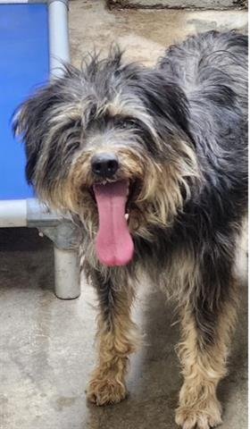 BETHANY - Miniature Schnauzer available for adoption