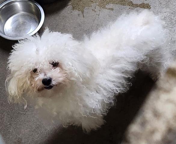 MARSHMELLOW - Maltese available for adoption