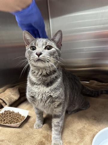 POLLY - Domestic Short Hair available for adoption