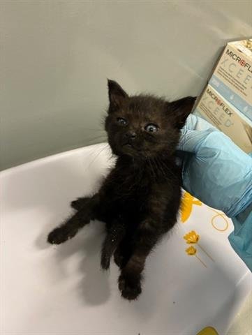 INKY - Domestic Short Hair available for adoption