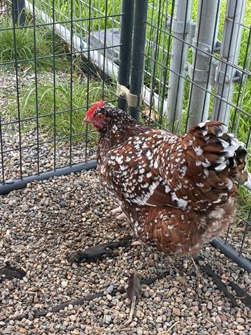 A133391 - Chicken available for adoption