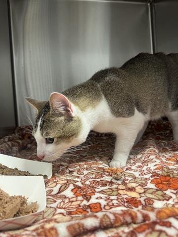 MARTIN - Domestic Medium Hair available for adoption