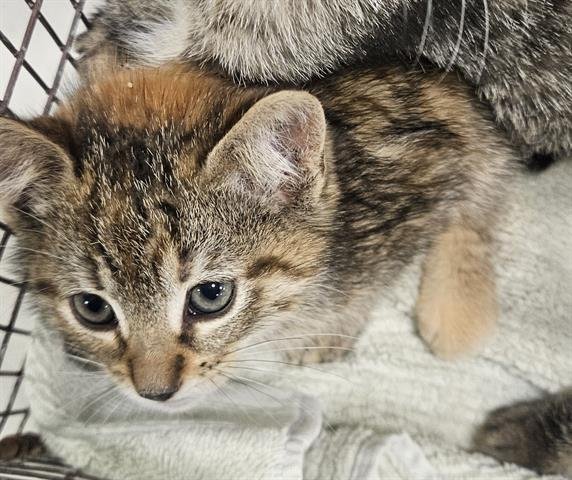 PRINCESS - Domestic Short Hair available for adoption