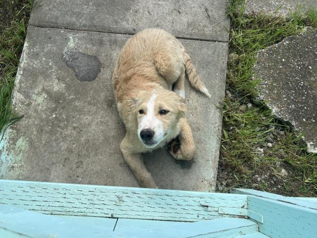 MARLEY - Great Pyrenees available for adoption