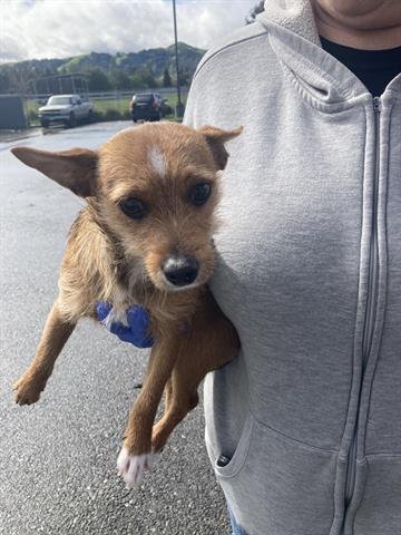 ODIE - Norfolk Terrier available for adoption