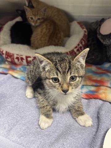 SALLY - Domestic Medium Hair available for adoption