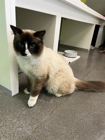 RANGER - Ragdoll available for adoption