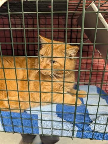 GARFIELD - Domestic Short Hair available for adoption