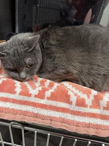 KARIN BARNCAT - Domestic Long Hair available for adoption