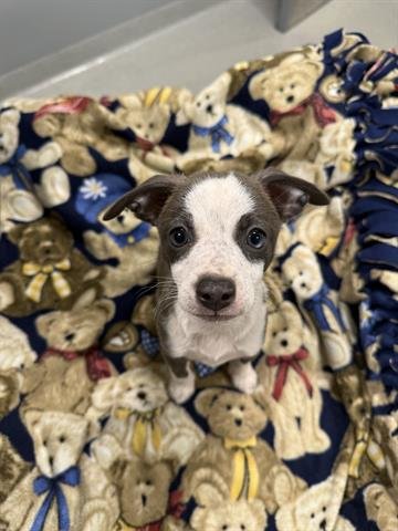 SPORTY SPICE - Chihuahua / Border Collie available for adoption