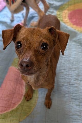 PEPPER - Chihuahua available for adoption