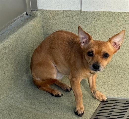 PEANUT - Chihuahua available for adoption