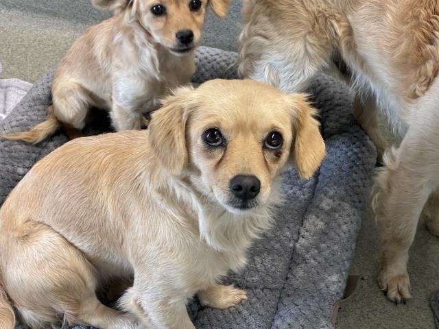 ANTONIA - Cavalier King Charles Spaniel available for adoption