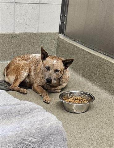 POUGHKEEPSIE - Queensland Heeler available for adoption