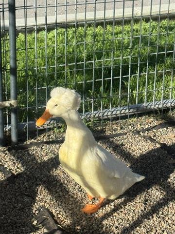 RUBY - Duck available for adoption