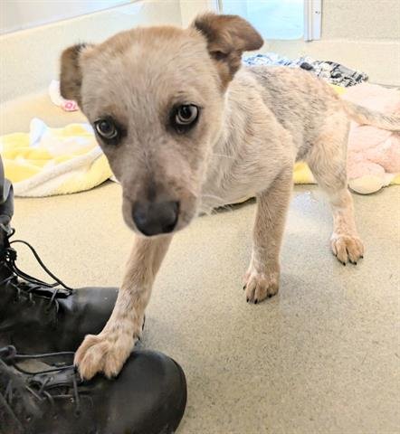 FREDDIE - Queensland Heeler available for adoption