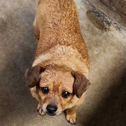 ROSA - Chihuahua available for adoption