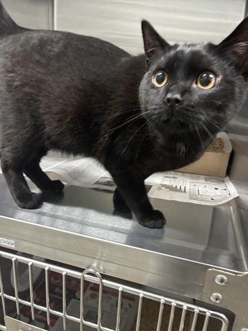 SHADOW - Domestic Short Hair available for adoption