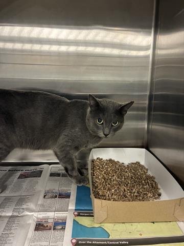 SKY - Domestic Short Hair available for adoption