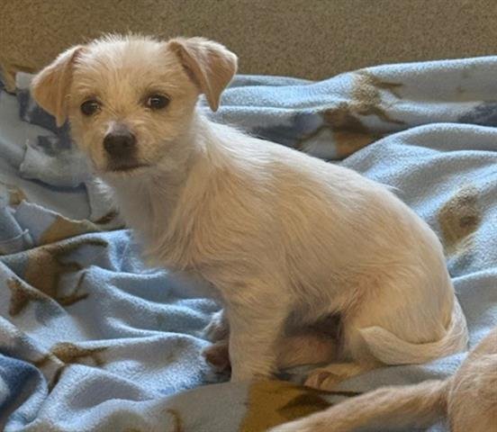 DAVINA - Terrier available for adoption