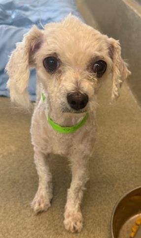 PRINCESS - Poodle (Miniature) available for adoption