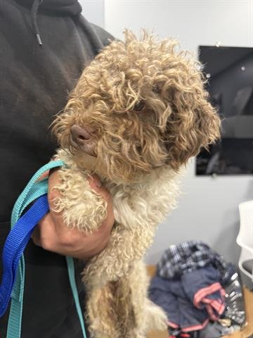 WAFFLES - Poodle (Miniature) available for adoption