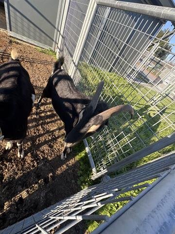 SIREN - Goat available for adoption