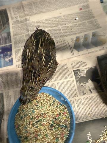 A132231 - Quail available for adoption
