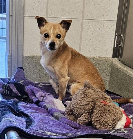 RAIDER - Chihuahua available for adoption