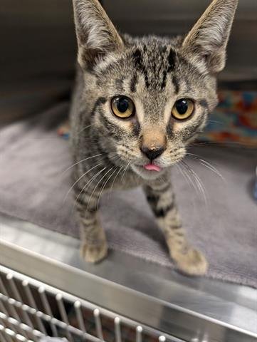 RILEY - Domestic Short Hair available for adoption