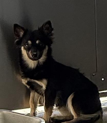 CANDACE - Chihuahua available for adoption