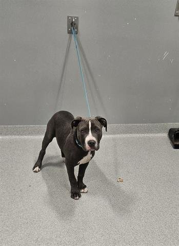 BLUEBERRY - Pit Bull Terrier available for adoption