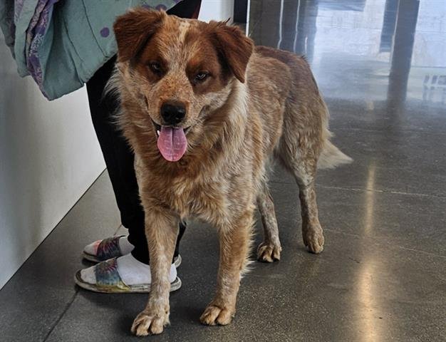 OMAR - Queensland Heeler available for adoption