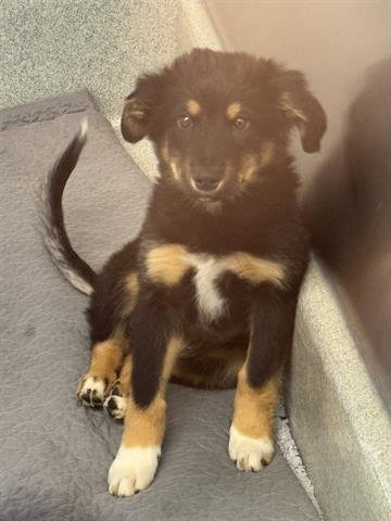 PHOENIX - German Shepherd Dog available for adoption