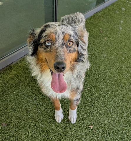 MERIDA - Australian Shepherd available for adoption