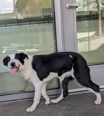 MERCURY - Border Collie available for adoption