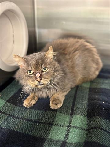 +HAROLD - Domestic Medium Hair available for adoption