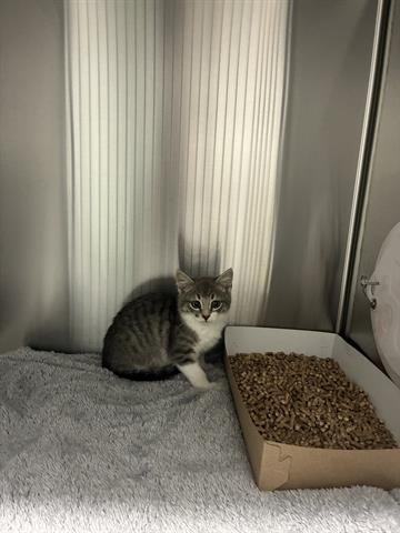 THOR - Domestic Short Hair available for adoption