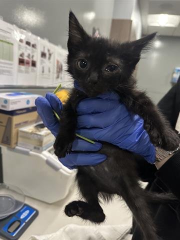 STAR - Domestic Medium Hair available for adoption