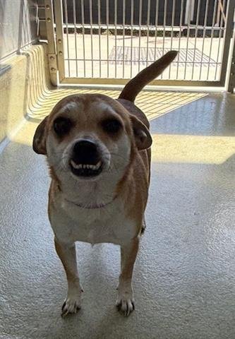 SMILEY - Chihuahua / Shiba Inu available for adoption