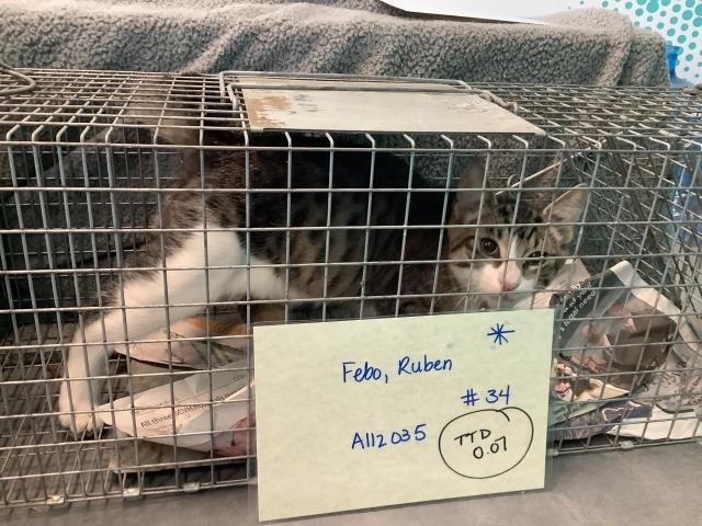 GRAYSON - Domestic Short Hair available for adoption