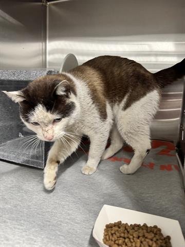 ROSS - Domestic Short Hair available for adoption