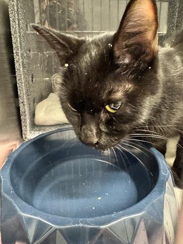 RUMI - Domestic Short Hair available for adoption