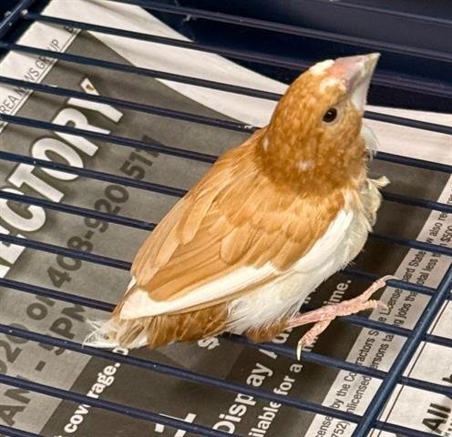 NELDA - Finch available for adoption