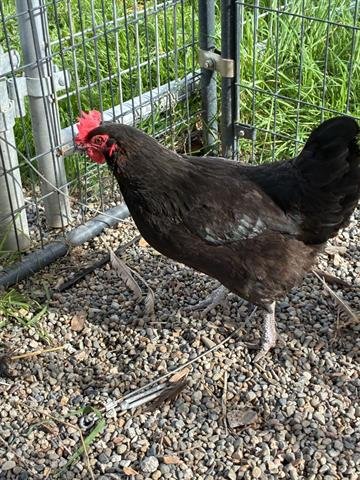 A133390 - Chicken available for adoption