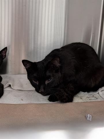 ZEKE - Domestic Short Hair available for adoption