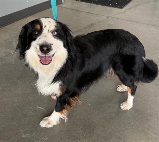 NED - Australian Shepherd available for adoption