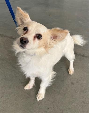 ANTHONY - Papillon available for adoption