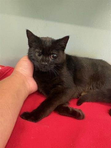 ELLIE - Domestic Short Hair available for adoption