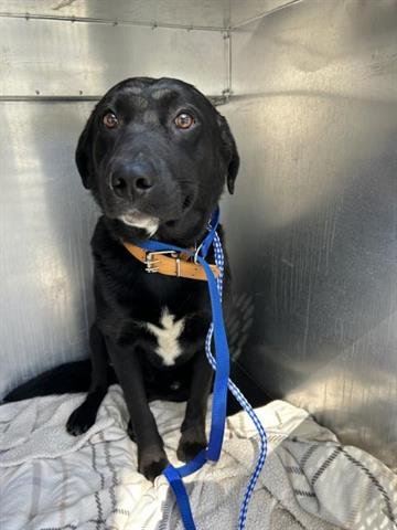 MAX POWER - Labrador Retriever available for adoption